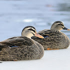 Pacific Black Duck