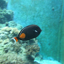 Achilles tang