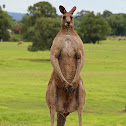 Eastern Grey Kangaroo