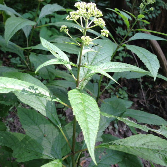 Swamp Milkweed or joe pye weed Project Noah