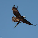 osprey