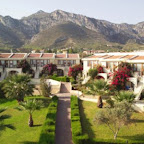 Dedeman Olive Tree