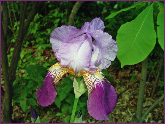 [iris 5-08sm[10].jpg]