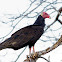 Turkey Vulture