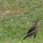 Juvenile Great-tailed Grackle?