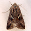 Polilla Plusia, Moth Silver Y