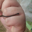 DeKay's snake