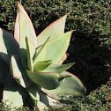 Coral Aloe