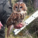 Tawny Owl