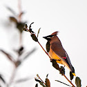 Cedar Waxwing