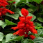Salvia escarlata
