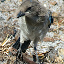 Florida Scrub Jay, fledgling