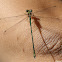 Damselfly