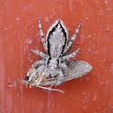 Gray Wall Jumper