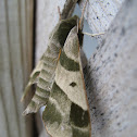 Virginia Creeper Sphinx Moth