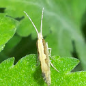 Moth  ???