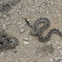 Western Diamondback Rattlesnakes