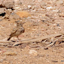 Crested Lark