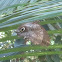 Owl Butterfly