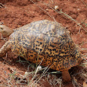 Leopard Tortoise