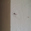 Lady bird, cockroach, crow, sparrow and a spider