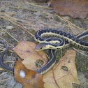 Eastern Garter Snake
