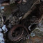Common lizard