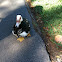 Muscovy Duck