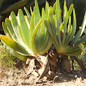 Aloe...