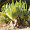 Aloe...