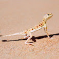 Wildlife of UAE