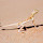 Wildlife of UAE