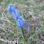 Siberian Squill