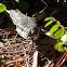 Coastal carpet python