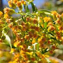 Willow Groundsel