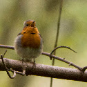 European Robin