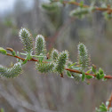 Goodding Willow