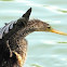 Anhinga, Snake Bird