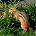 Chipmunk