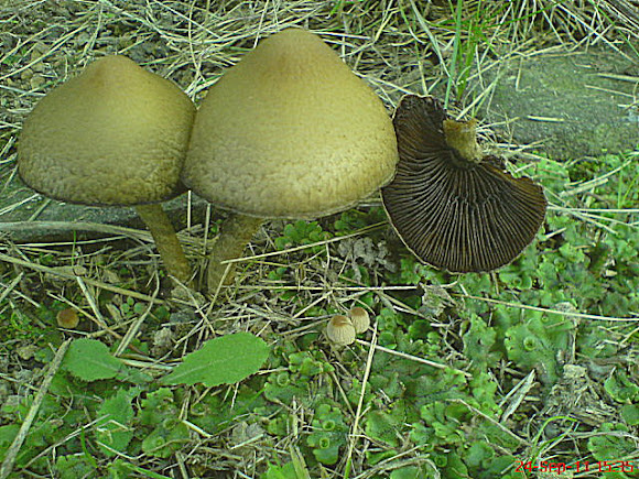 Spotting Image 1