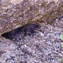 Western Rattlesnake