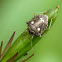 Two-spotted Sesame Bug
