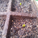 Cherry Belle radish