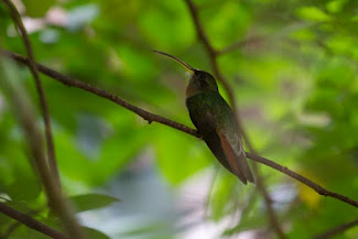 <p>
	hummingbird, Puerto Narino</p>
