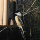 Black Capped Chickadee