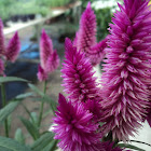Pluma de Flamingo