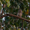 Spotted Owlet