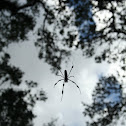 Golden Orb Weaver Spider