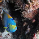 Queen angelfish