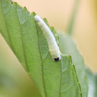 Unknown Sawfly Larva
